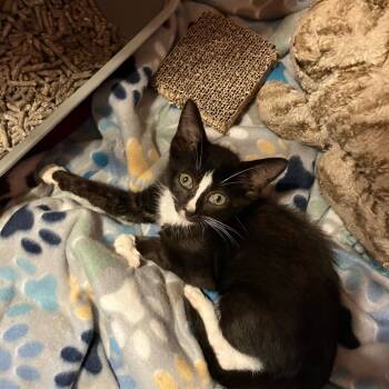 Rescue Domestic Short Hair Cats for Adoption in Vineland, New Jersey - Gibby | PetCurious