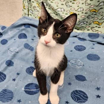 Domestic Short Hair Cats Available for Adoption in Antioch, Illinois - Sashimi | PetCurious