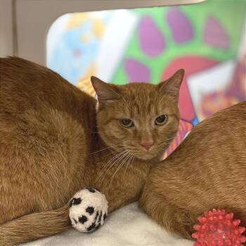 Fuji -  Domestic Short Hair Cat for Adoption in Cheyenne, Wyoming - Fuji | PetCurious