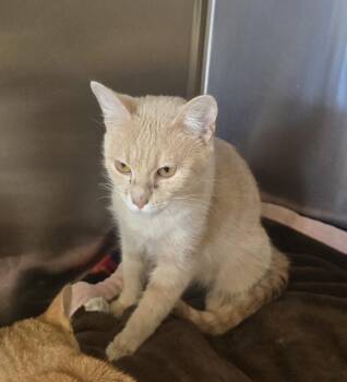 Janet -  Domestic Short Hair Cat for Adoption in Dickson, Tennessee - Janet | PetCurious