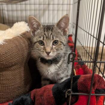 Salami -  Domestic Short Hair Cat for Adoption in La Grange, Kentucky - Salami | PetCurious