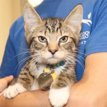 Domestic Short Hair Cats Available for Adoption in Port Washington, New York - Basil | PetCurious