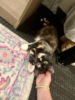 Nana -  Domestic Long Hair Cat for Adoption in Long Beach, California - Nana | PetCurious