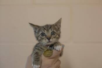 Rescue Domestic Short Hair Cats for Adoption in Mountain Home, Arkansas - Rudy | PetCurious