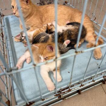 Cheetah -  Domestic Short Hair Cat for Adoption in Newark, New Jersey - Cheetah | PetCurious