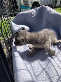 KITTEN 4 -  Domestic Short Hair Cat for Adoption in Dallas, Texas - KITTEN 4 | PetCurious