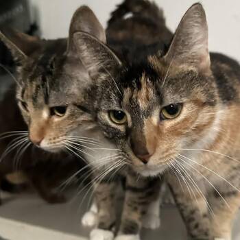 Domestic Short Hair Cats Available for Adoption - Trixie And Taffy | PetCurious