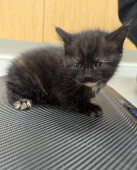 Domestic Short Hair Cats Available for Adoption - Cristina | PetCurious