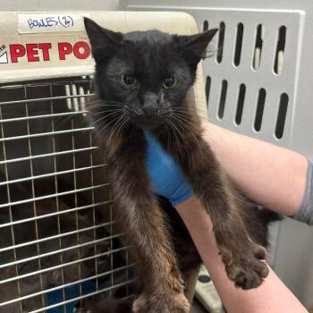 SVAS-Stray-38872 -  Domestic Short Hair Cat for Adoption in Lyndhurst, Virginia - SVAS-Stray-38872 | PetCurious