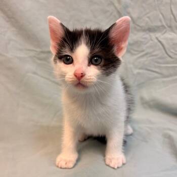 Domestic Short Hair Cats Available for Adoption in Royse City, Texas - Chrome | PetCurious
