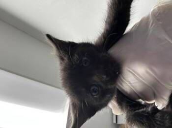 Domestic Short Hair Cats Available for Adoption in West Chester, Pennsylvania - Orion | PetCurious