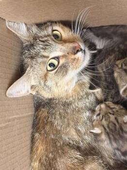 Domestic Short Hair Cats Available for Adoption in Riverside, California - A1913614 | PetCurious