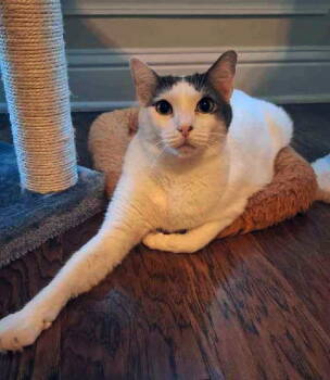 Rescue Domestic Short Hair Cats for Adoption in Magnolia Springs, Alabama - Genesis | PetCurious