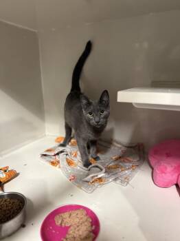 Jax -  Domestic Short Hair Cat for Adoption in Las Vegas, Nevada - Jax | PetCurious