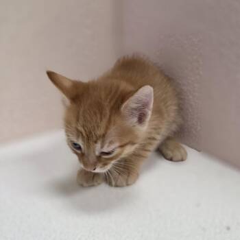 Sunny -  Domestic Short Hair Cat for Adoption in Jupiter, Florida - Sunny | PetCurious