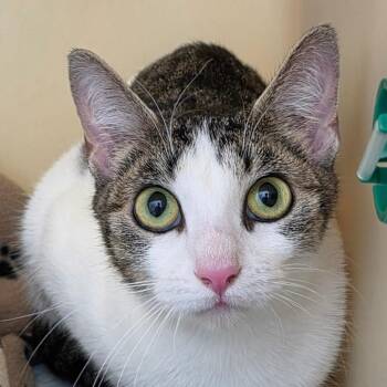 Domestic Short Hair Cats Available for Adoption in Zanesville, Ohio - Minnie Mae | PetCurious