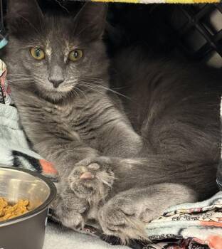 Bri -  Domestic Medium Hair and Maine Coon Cat Available for Adoption in Fremont, Nebraska - Bri | PetCurious