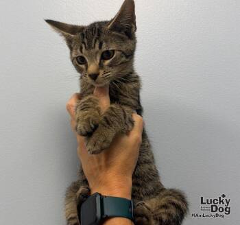 Coffee Mocha -  Domestic Short Hair Cat for Adoption in Washington, District Of Columbia - Coffee Mocha | PetCurious