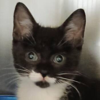 Earl -  Domestic Short Hair Cat for Adoption in Palestine, Texas - Earl | PetCurious