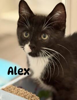 Alex -  Domestic Short Hair Cat for Adoption in Nocatee, Florida - Alex | PetCurious
