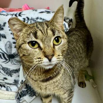 Domestic Short Hair Cats Available for Adoption - Wilma | PetCurious