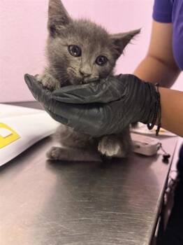 Domestic Short Hair Cats Available for Adoption in El Paso, Texas - 61054101 | PetCurious