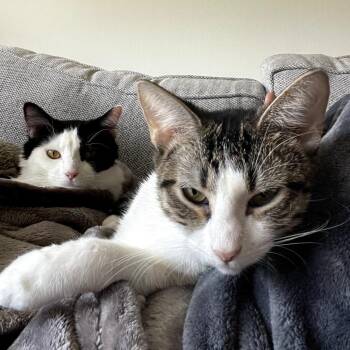 Paris -  Domestic Short Hair Cat for Adoption in Plainfield, Illinois - Paris | PetCurious