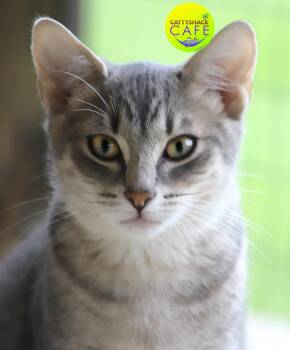 Rescue Domestic Short Hair Cats for Adoption in North Fort Myers, Florida - Aspen - CSC | PetCurious