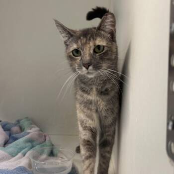 Domestic Short Hair Cats Available for Adoption in Philadelphia, Pennsylvania - Giraldine | PetCurious