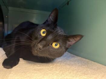 DINGO -  Domestic Short Hair Cat for Adoption in Santa Cruz, California - DINGO | PetCurious