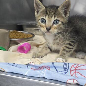 Patrick -  Domestic Short Hair Cat for Adoption in Mebane, North Carolina - Patrick | PetCurious