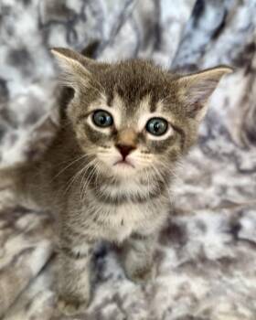 Lenny -  Domestic Short Hair Cat for Adoption in Port Washington, Wisconsin - Lenny | PetCurious