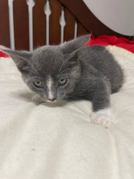 Rescue Domestic Short Hair Cats for Adoption in Island Lake, Illinois - Slate | PetCurious