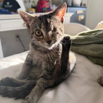 Uno -  Domestic Short Hair Cat for Adoption in South Burlington, Vermont - Uno | PetCurious