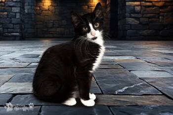 Willow -  Domestic Short Hair Cat for Adoption in Maryville, Tennessee - Willow | PetCurious
