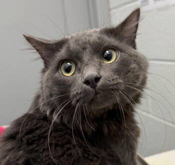 Domestic Medium Hair Cats Available for Adoption in Golden, Colorado - Stanley | PetCurious