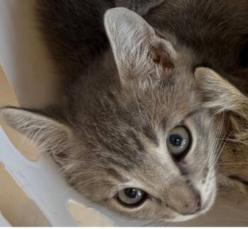 Gidget -  Domestic Short Hair Cat Available for Adoption in Belton, Texas - Gidget | PetCurious