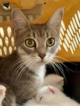 Ms Cloud -  Domestic Short Hair Cat for Adoption in Winder, Georgia - Ms Cloud | PetCurious
