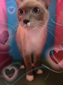 Duchess -  Siamese and Domestic Short Hair Cat for Adoption in Silver Springs, Florida - Duchess | PetCurious