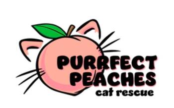 Domestic Short Hair Cats Available for Adoption - Alexis Rose Aka Stevie Budd | PetCurious