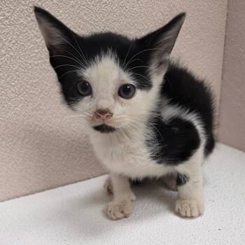 Balboa -  Domestic Short Hair Cat for Adoption in Jupiter, Florida - Balboa | PetCurious