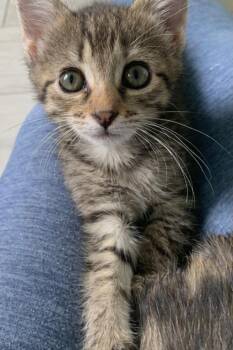 Iris (new) -  Tabby Cat for Adoption in Zephyrhills, Florida - Iris (new) | PetCurious
