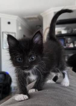 Eileen -  Domestic Long Hair Cat for Adoption in Lodi, California - Eileen | PetCurious