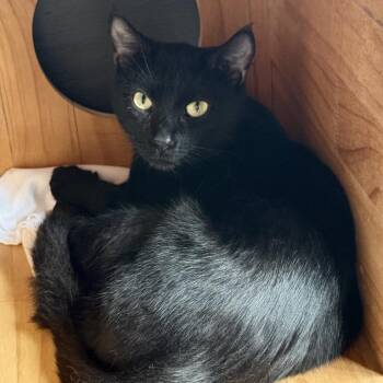 Paw McCartney -  American Shorthair Cat for Adoption in Freeport, Florida - Paw McCartney | PetCurious