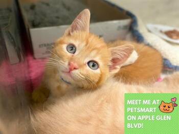 TUNA -  Domestic Short Hair Cat for Adoption in Fort Wayne, Indiana - TUNA | PetCurious