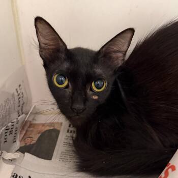 Sweet Pea (19) -  Domestic Short Hair Cat for Adoption in Marshall, Texas - Sweet Pea (19) | PetCurious