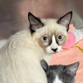 Stewart -  Domestic Short Hair Cat for Adoption in Belleville, Illinois - Stewart | PetCurious