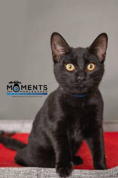Rescue Domestic Short Hair Cats for Adoption - Molasses | PetCurious