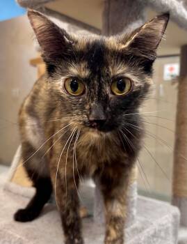 Patricia -  Tortoiseshell Cat for Adoption in Downers Grove, Illinois - Patricia | PetCurious