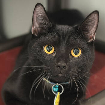 Rescue Domestic Short Hair Cats for Adoption in Port Washington, New York - Sabi | PetCurious